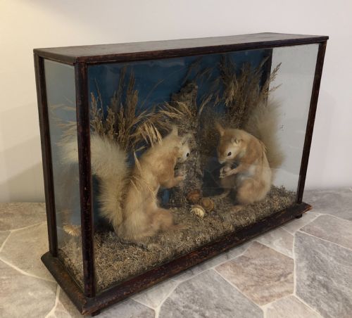 fig 2. Antique Victorian Taxidermy Pair of Red Squirrels