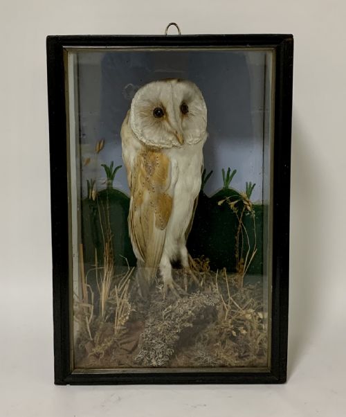 Antique Victorian Taxidermy Barn Owl in Glass Case