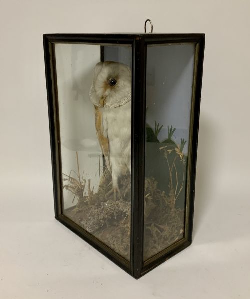 fig 1. Antique Victorian Taxidermy Barn Owl in Glass Case