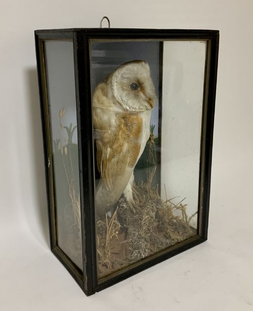 fig 2. Antique Victorian Taxidermy Barn Owl in Glass Case