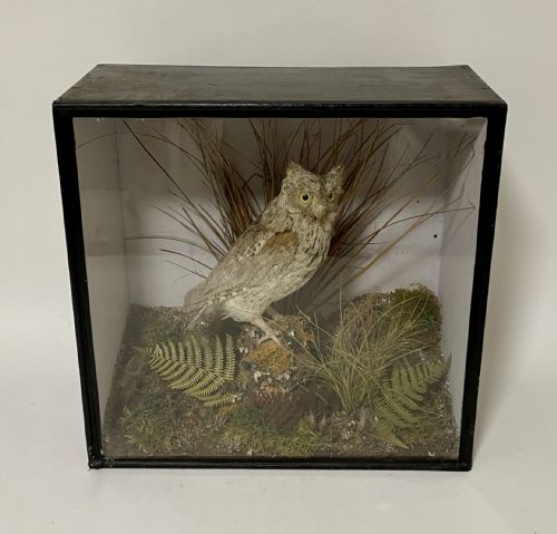 Victorian Taxidermy Scops Owl in Glass Case