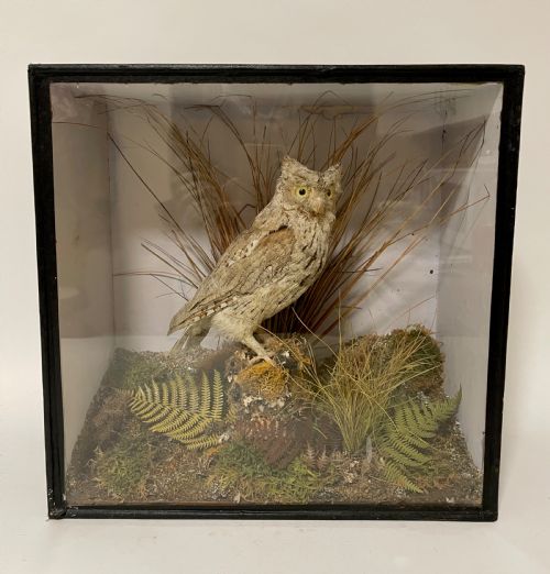 fig 1. Victorian Taxidermy Scops Owl in Glass Case 