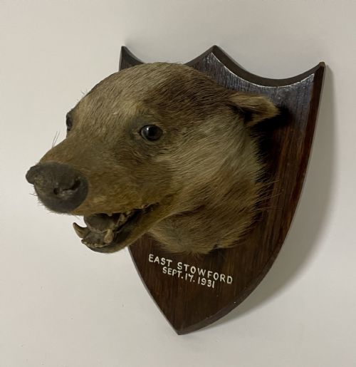 fig 1. Antique Taxidermy Badger