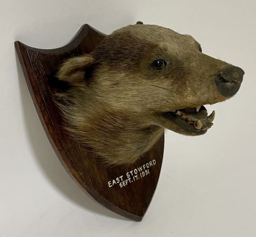 Antique Taxidermy Badger