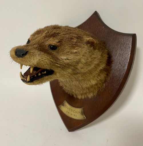 Antique Taxidermy Otter