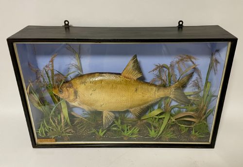 fig 1. Taxidermy Bream 1909