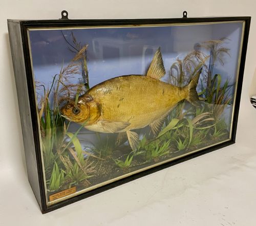 fig 2. Taxidermy Bream 1909