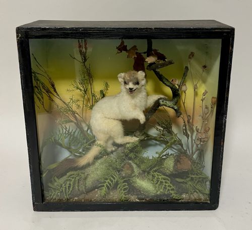 Victorian Taxidermy Ermine by James Gardner