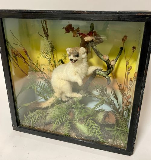 fig 1. Victorian Taxidermy Ermine by James Gardner