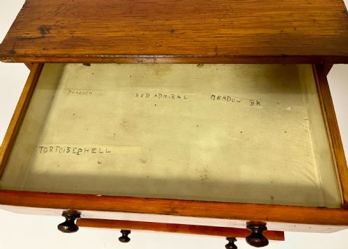 ANTIQUE STAINED PINE SPECIMEN CABINET - ADDITIONAL PHOTO 5