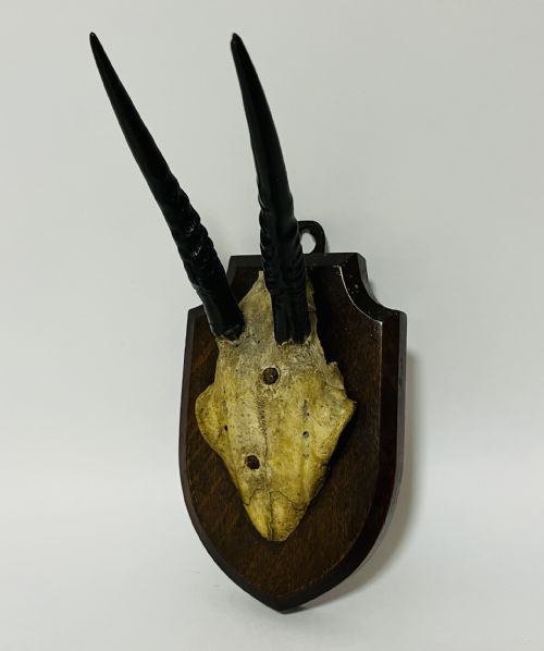 African Duiker Horns 1938
