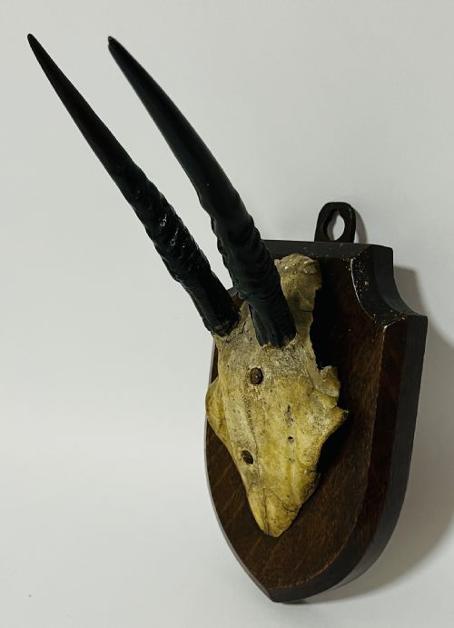 fig 1. African Duiker Horns 1938