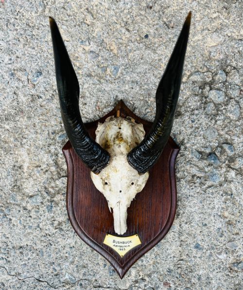 African Mounted Bushbuck Horns