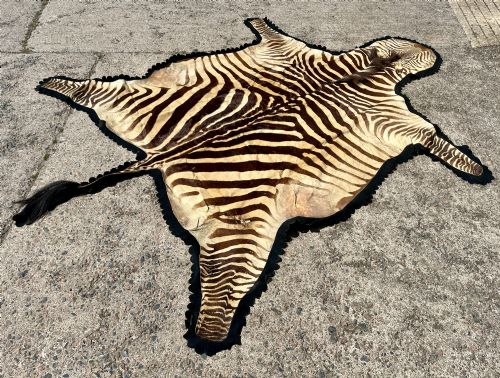 Taxidermy Zebra Skin Rug