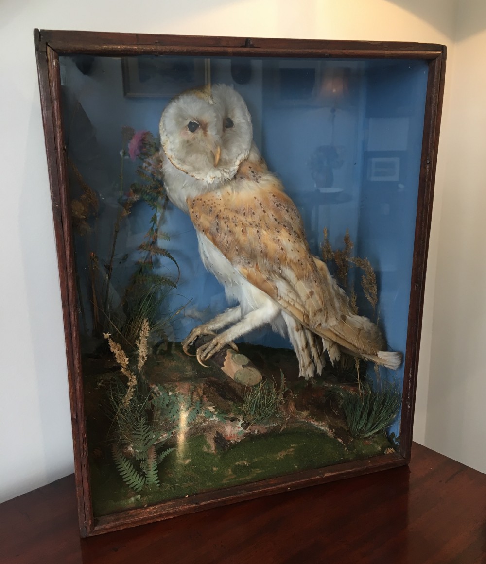 Antique Victorian Taxidermy Barn Owl in Glass Display Case View II