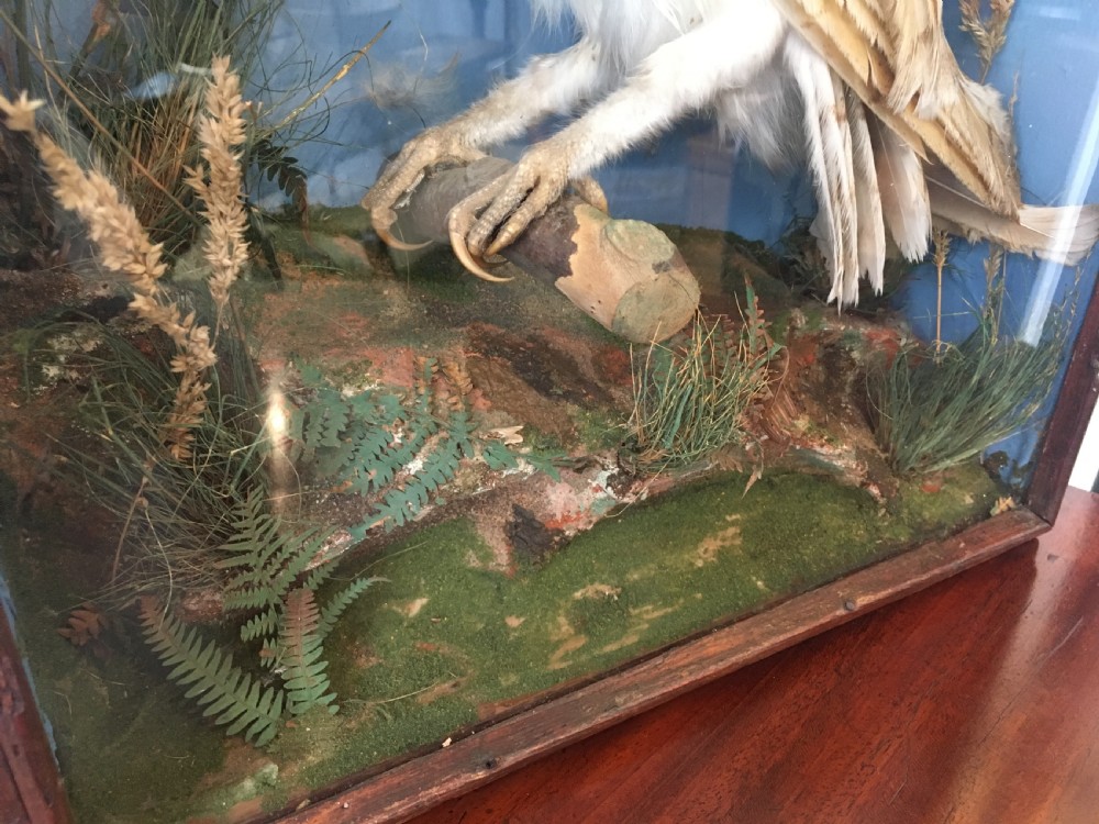 Antique Victorian Taxidermy Barn Owl in Glass Display Case View IV