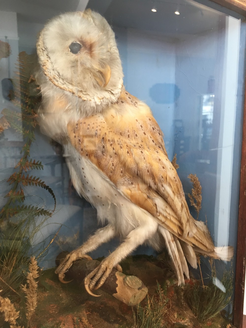Antique Victorian Taxidermy Barn Owl in Glass Display Case View V