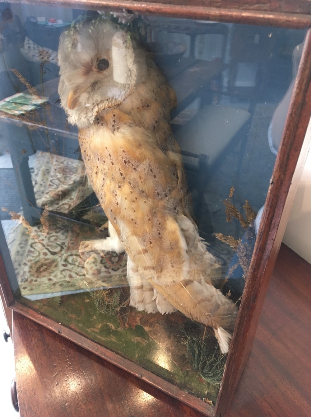 Antique Victorian Taxidermy Barn Owl in Glass Display Case View VI
