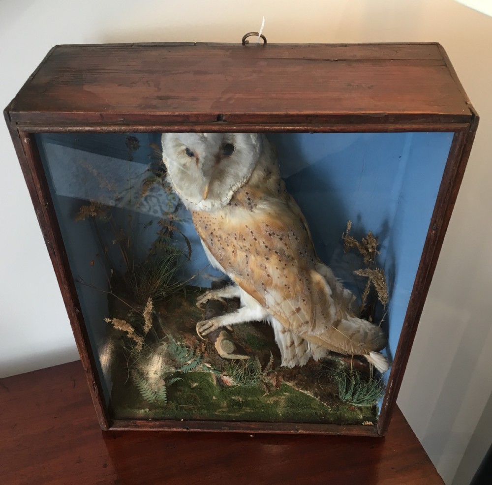 Antique Victorian Taxidermy Barn Owl in Glass Display Case View VII
