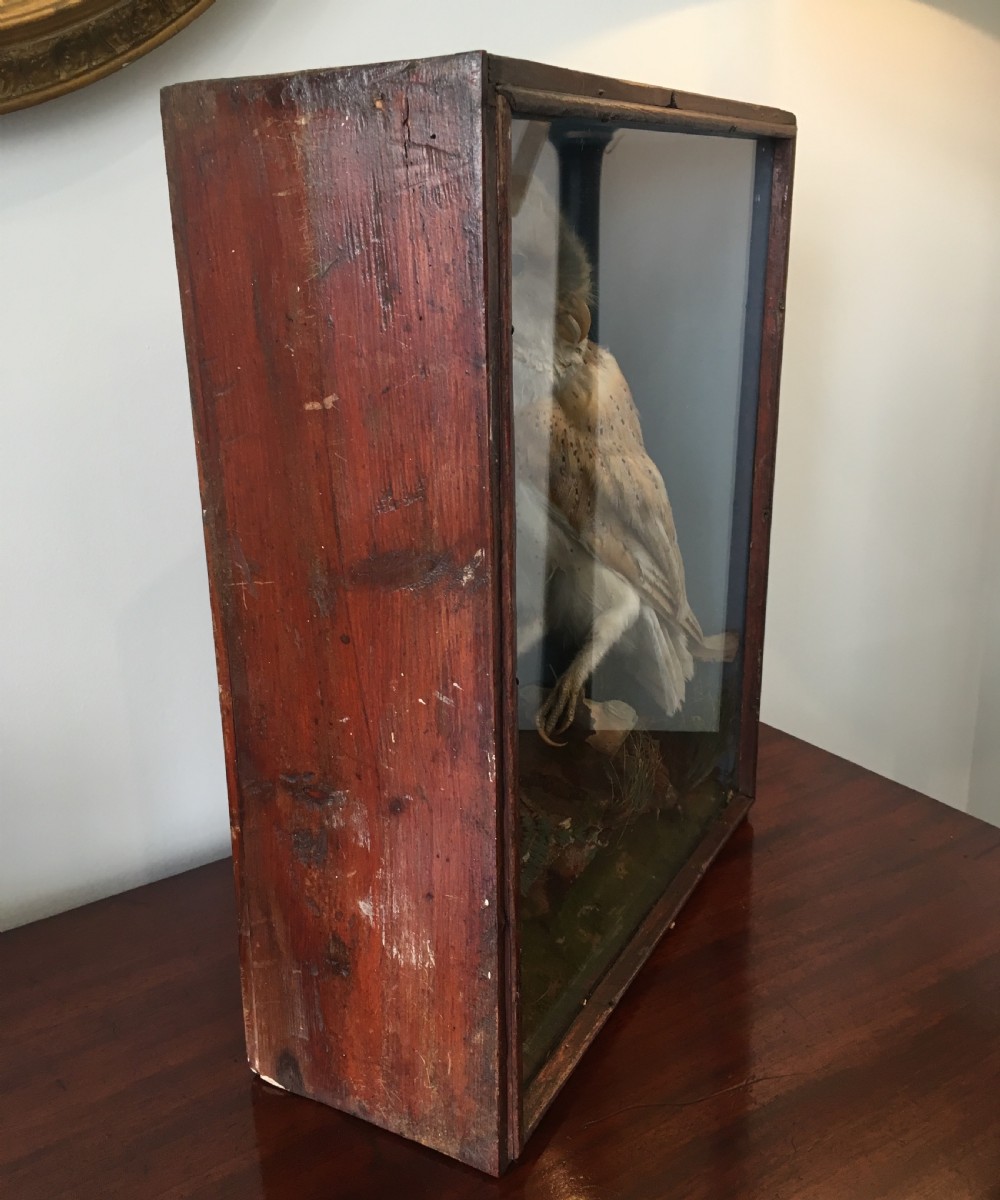 Antique Victorian Taxidermy Barn Owl in Glass Display Case View VIII