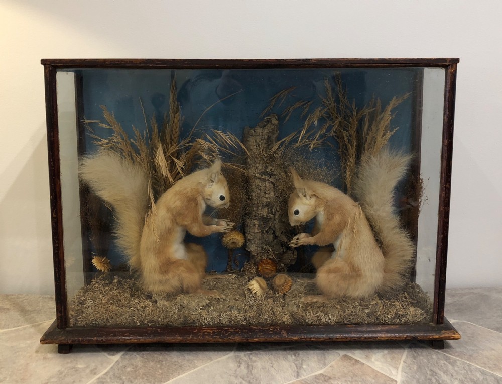 Antique Victorian Taxidermy Pair of Red Squirrels 