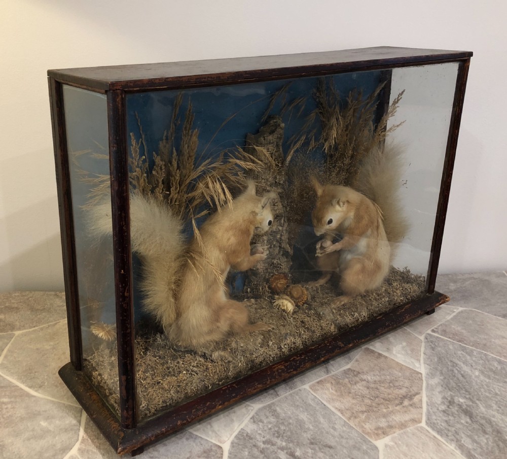 Antique Victorian Taxidermy Pair of Red Squirrels  View III
