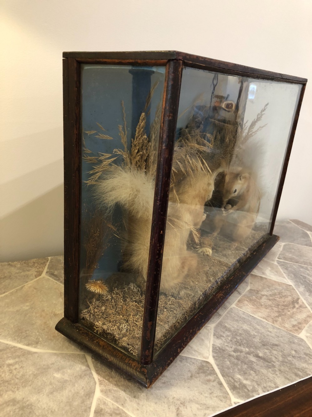 Antique Victorian Taxidermy Pair of Red Squirrels  View IV