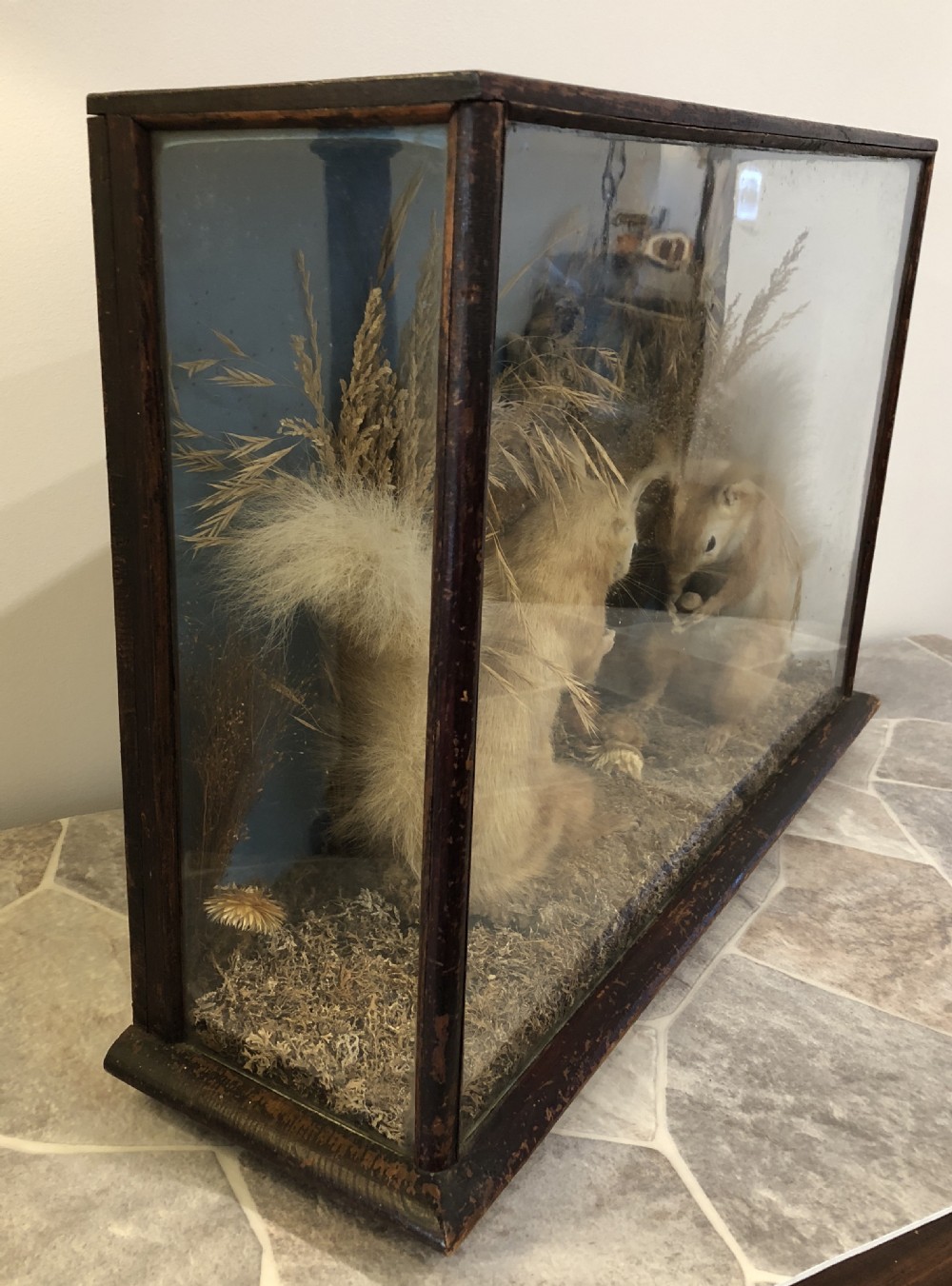 Antique Victorian Taxidermy Pair of Red Squirrels  View V