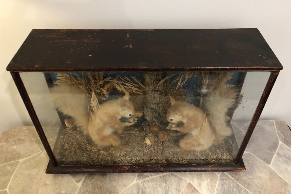 Antique Victorian Taxidermy Pair of Red Squirrels  View VI