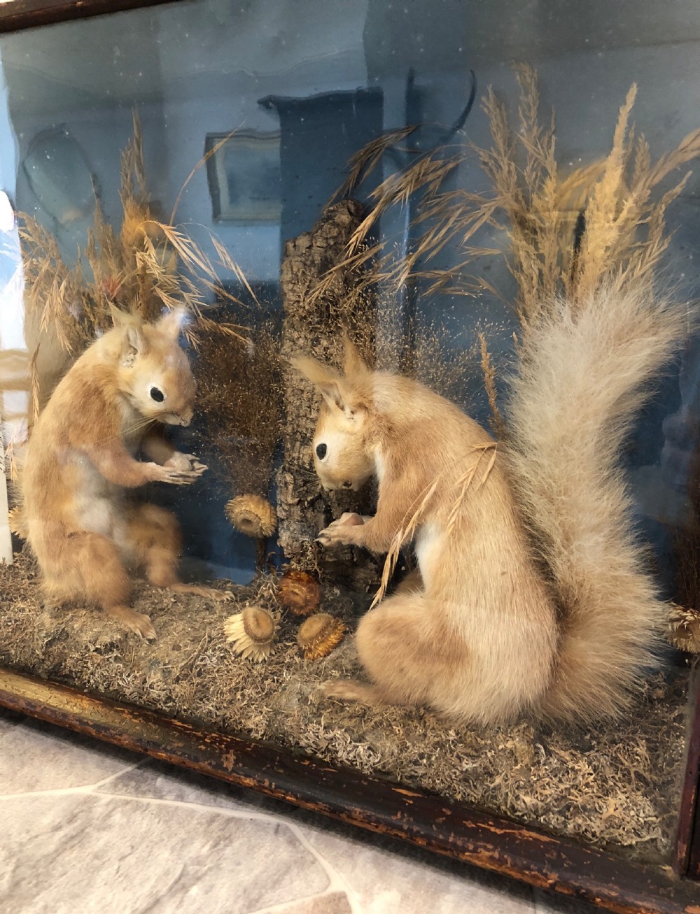 Antique Victorian Taxidermy Pair of Red Squirrels  View VII