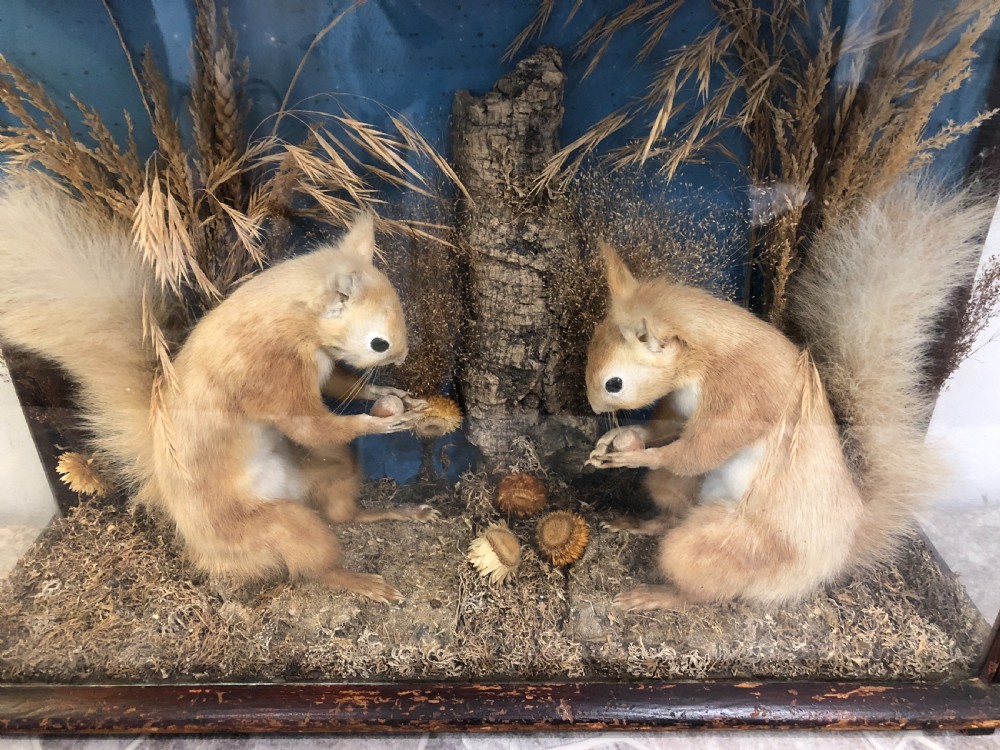 Antique Victorian Taxidermy Pair of Red Squirrels  View VIII