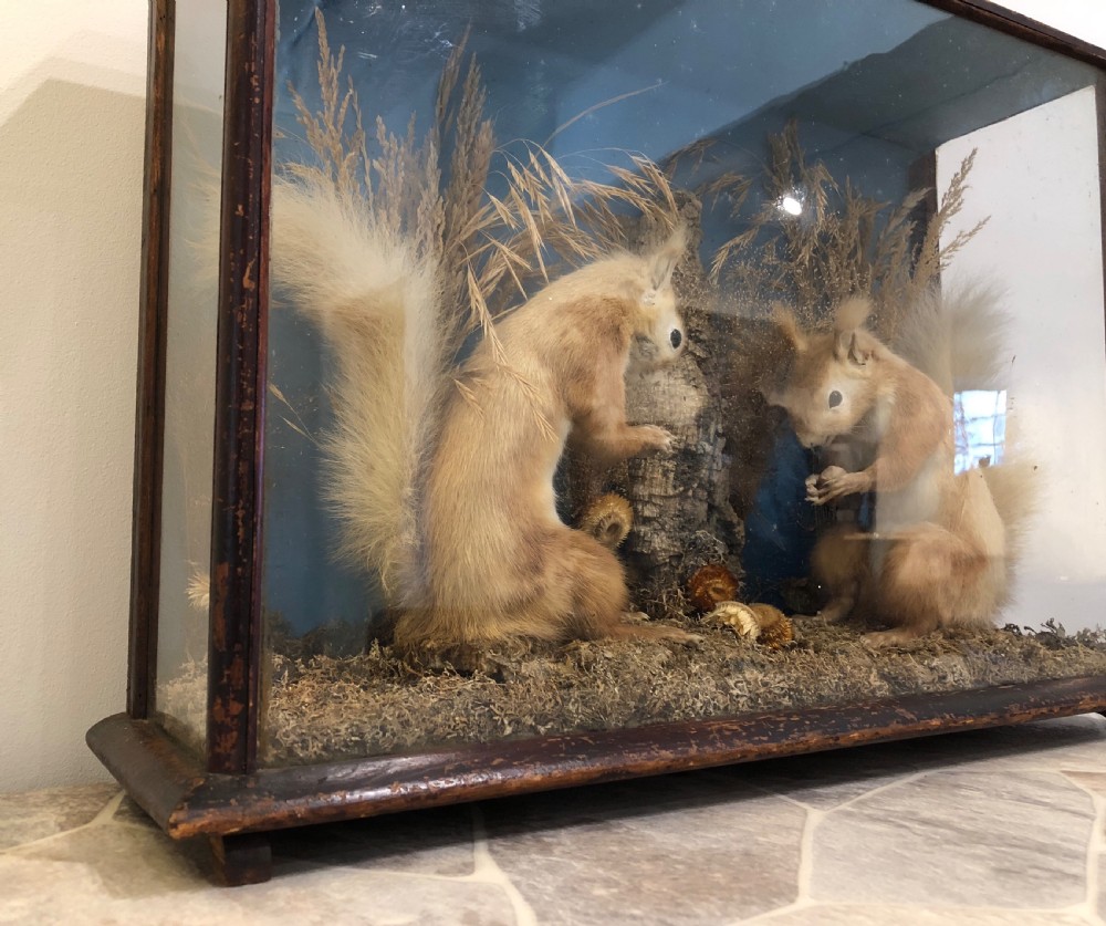 Antique Victorian Taxidermy Pair of Red Squirrels  View IX