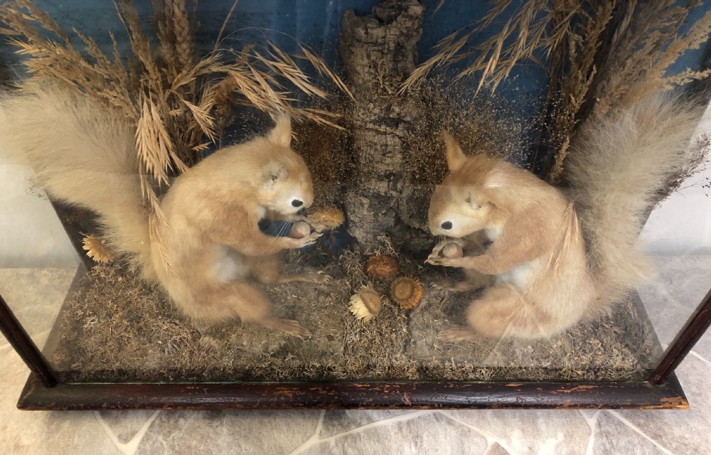 Antique Victorian Taxidermy Pair of Red Squirrels  View X