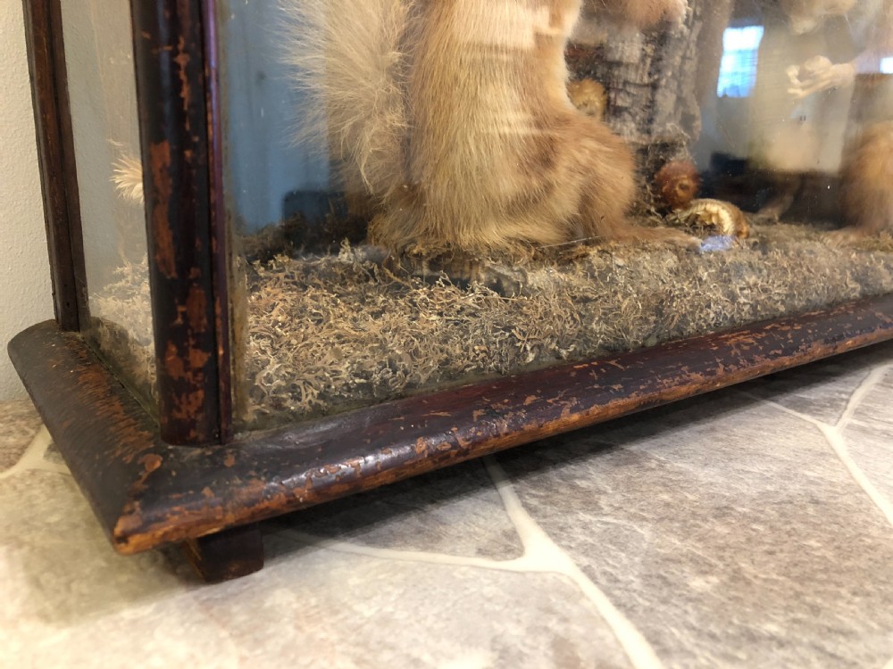 Antique Victorian Taxidermy Pair of Red Squirrels  View XI
