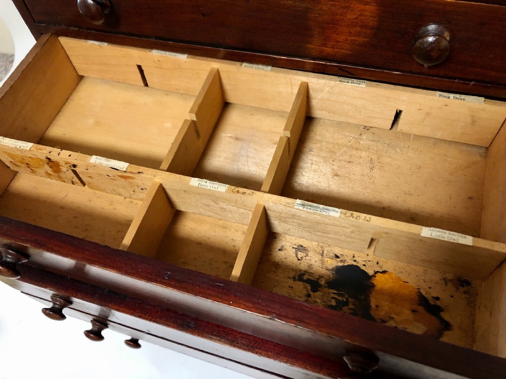 Antique Pine Tabletop Specimen Collectors Cabinet View VII