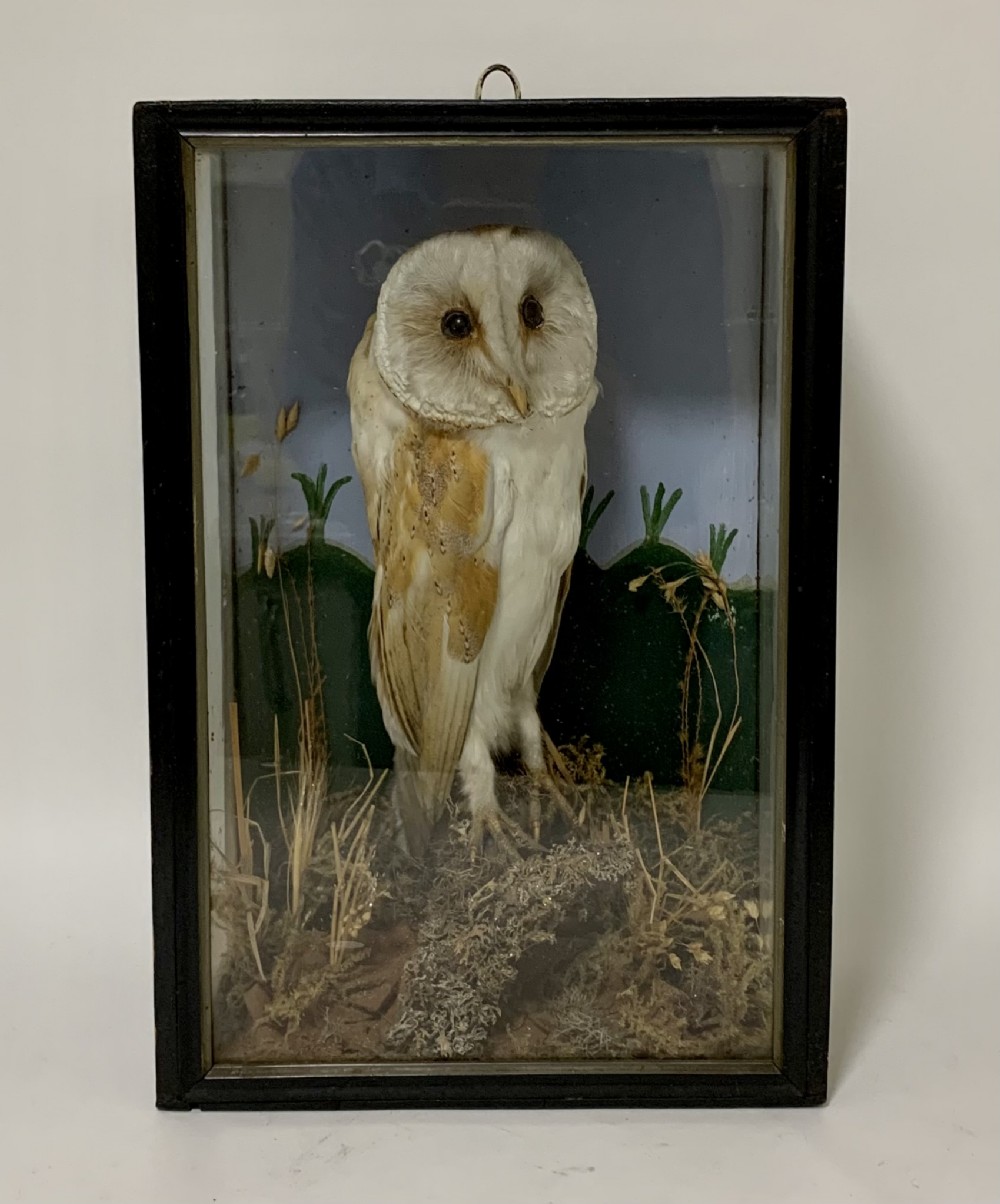 Antique Victorian Taxidermy Barn Owl in Glass Case
