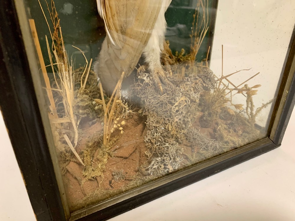 Antique Victorian Taxidermy Barn Owl in Glass Case View XI