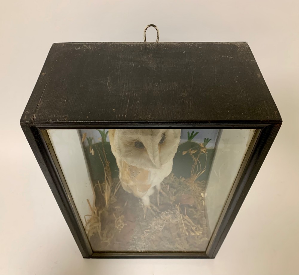 Antique Victorian Taxidermy Barn Owl in Glass Case View XII