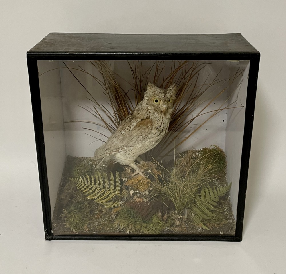 Victorian Taxidermy Scops Owl in Glass Case 