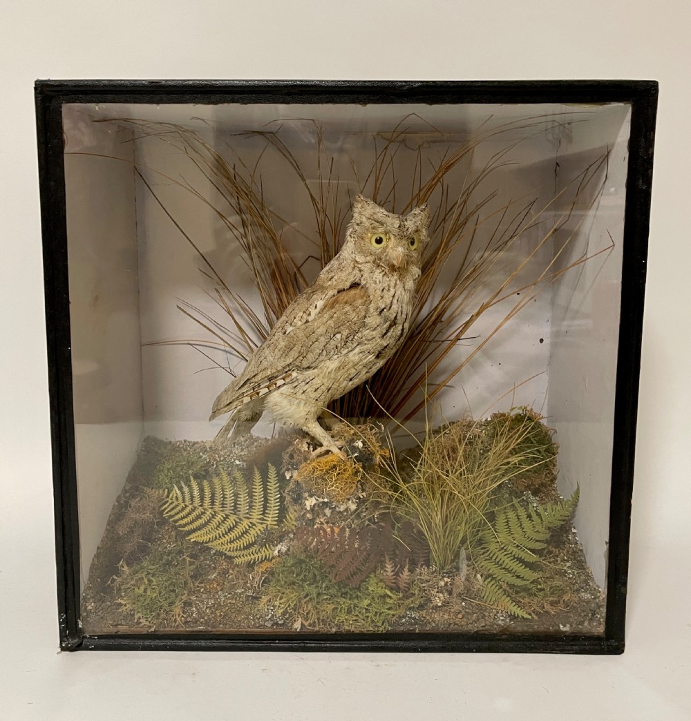 Victorian Taxidermy Scops Owl in Glass Case  View II