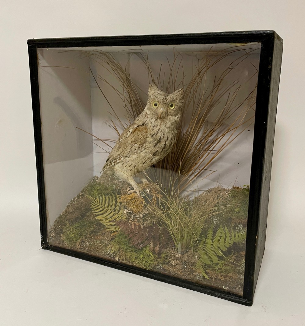 Victorian Taxidermy Scops Owl in Glass Case  View III