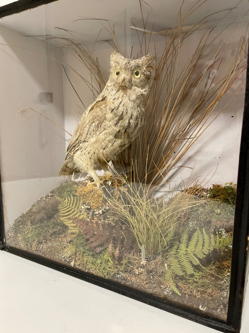 Victorian Taxidermy Scops Owl in Glass Case  View IV