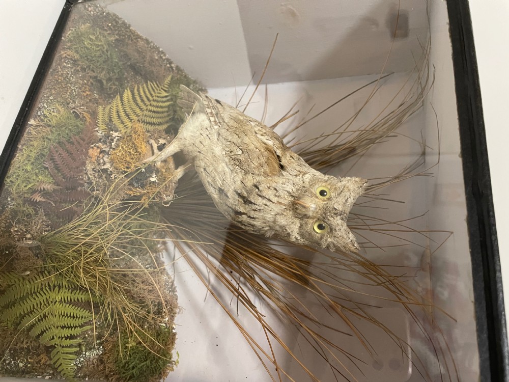 Victorian Taxidermy Scops Owl in Glass Case  View V