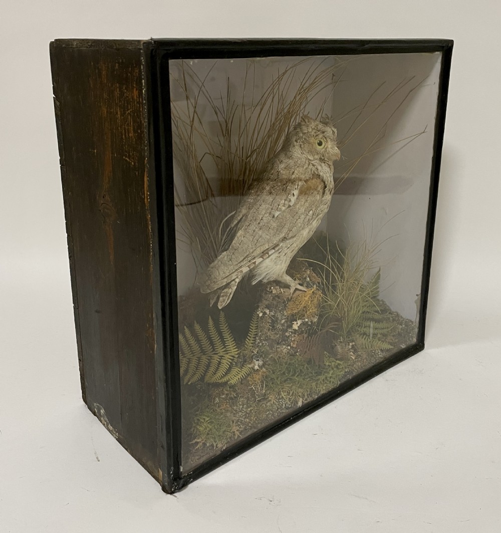 Victorian Taxidermy Scops Owl in Glass Case  View XIII