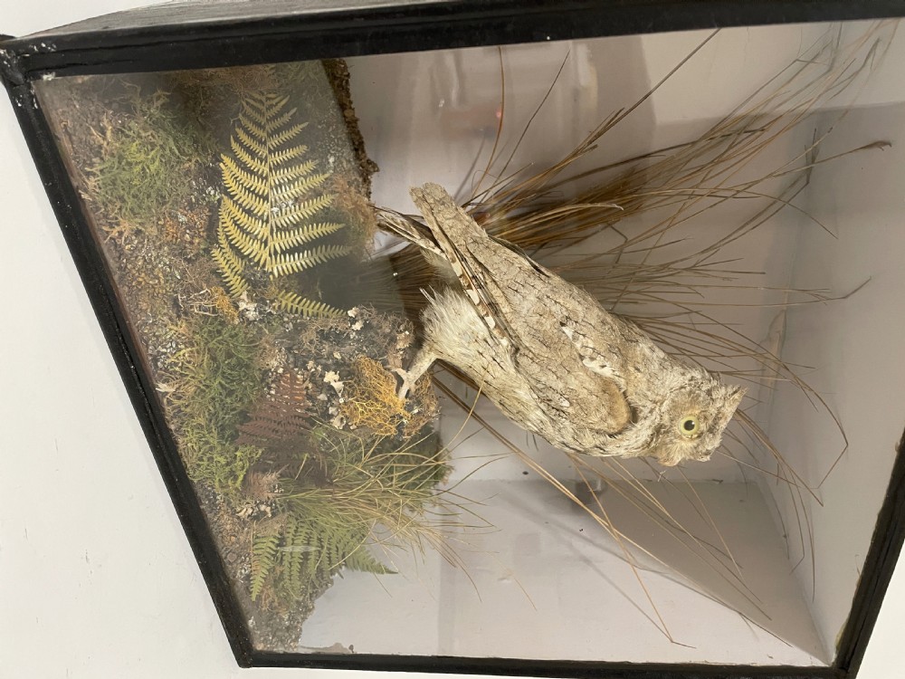 Victorian Taxidermy Scops Owl in Glass Case  View XIV