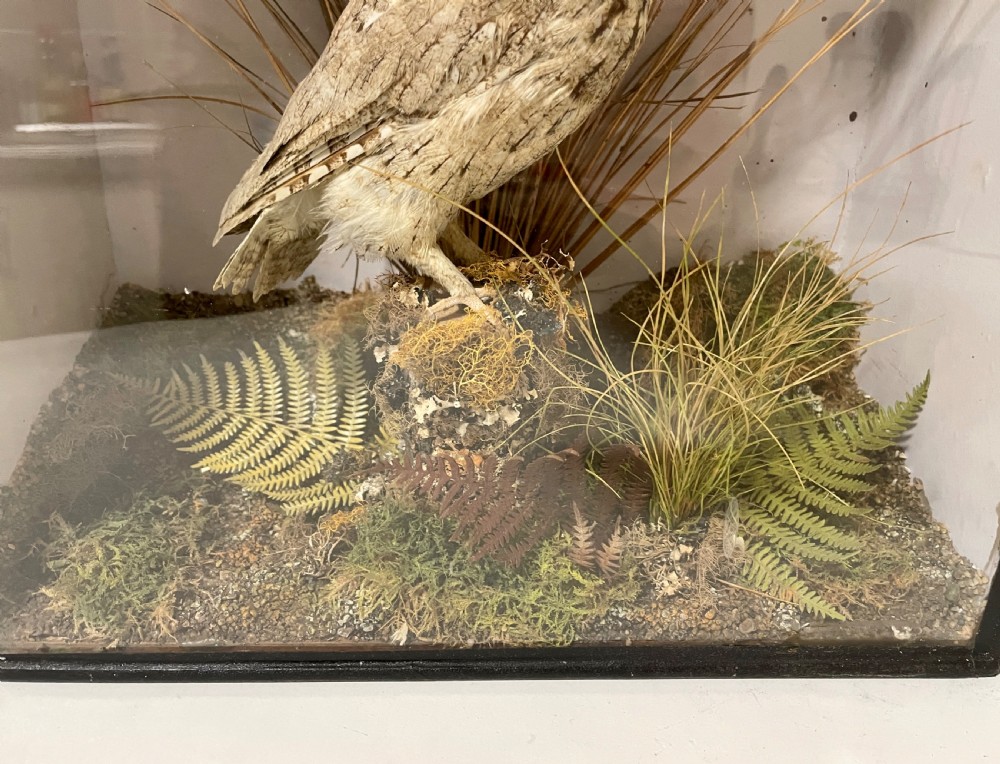 Victorian Taxidermy Scops Owl in Glass Case  View XV