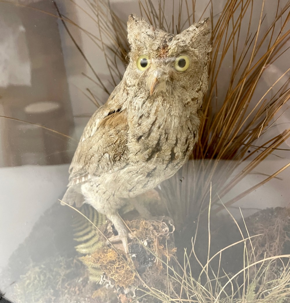 Victorian Taxidermy Scops Owl in Glass Case  View XVI