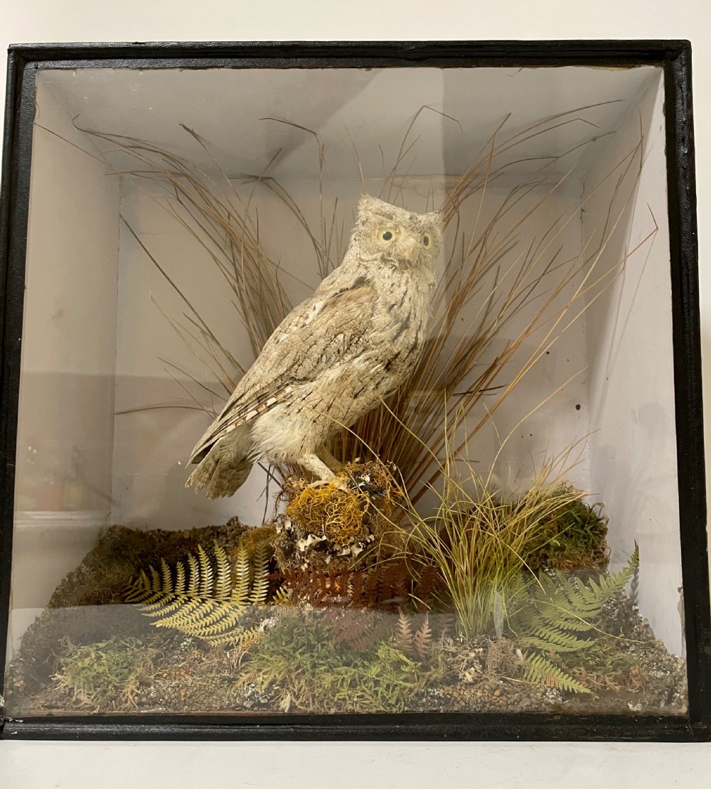 Victorian Taxidermy Scops Owl in Glass Case  View XVII