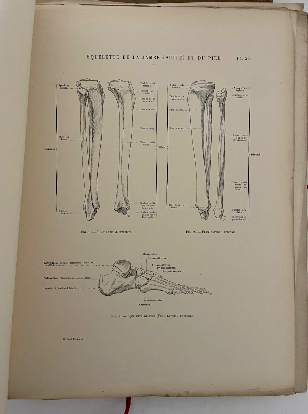 First Edition Folio Anatomie Artistique 1890 View XIV