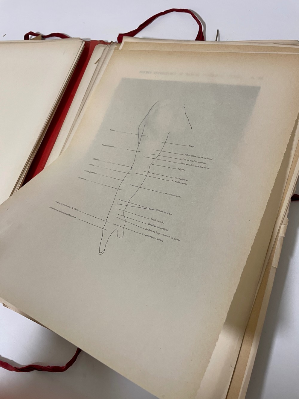 First Edition Folio Anatomie Artistique 1890 View XVI